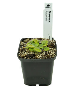 Alternative view of Drosera falconeri