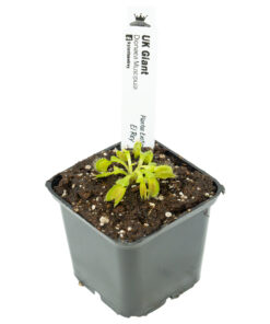 Dionaea UK Giant BCP - Imagen 3