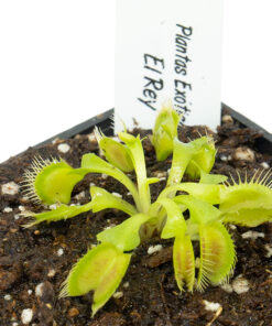 Dionaea UK Giant BCP