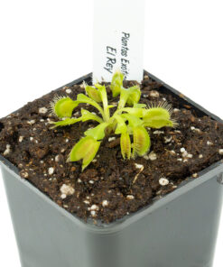 Alternative view of Dionaea UK Giant BCP