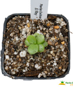 Pinguicula agnata - Imagen 3