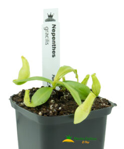 Nepenthes gracilis - Imagen 3