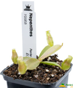 Nepenthes rosea - Imagen 3