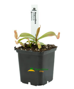 Nepenthes vieillardii 'A92' - Imagen 5