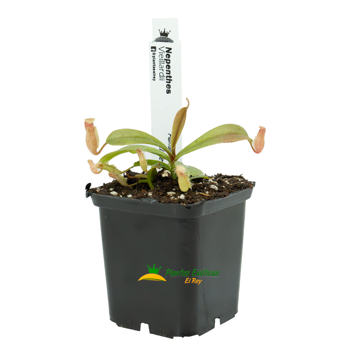 Nepenthes vieillardii 'A92' - Imagen 5