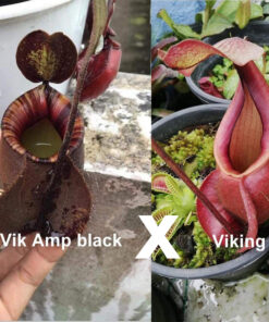 Nepenthes (Vik Amp Black x Viking)