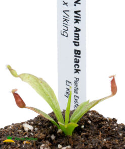 Nepenthes (Vik Amp Black x Viking) - Imagen 3