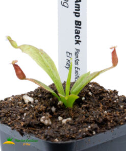 Alternative view of Nepenthes (Vik Amp Black x Viking)