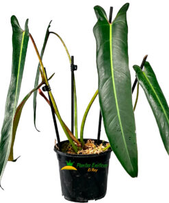 Philodendron spiritus-sancti
