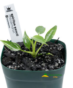 Philodendron spiritus-sancti - Imagen 3