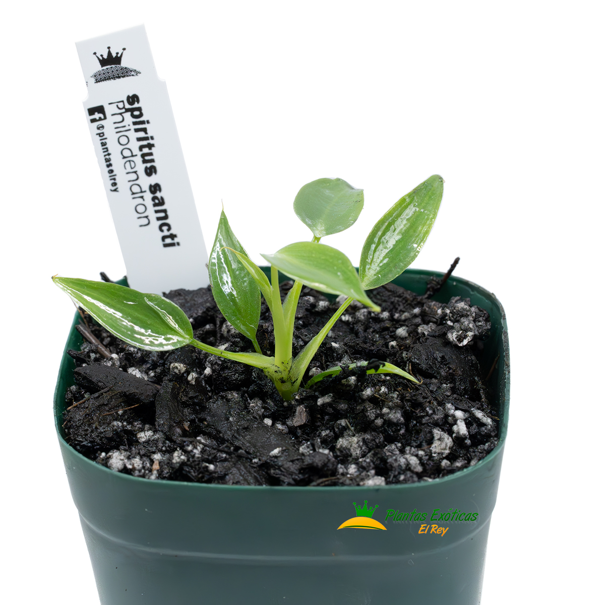Philodendron spiritus-sancti - Imagen 3