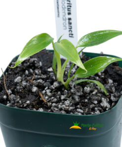 Alternative view of Philodendron spiritus-sancti
