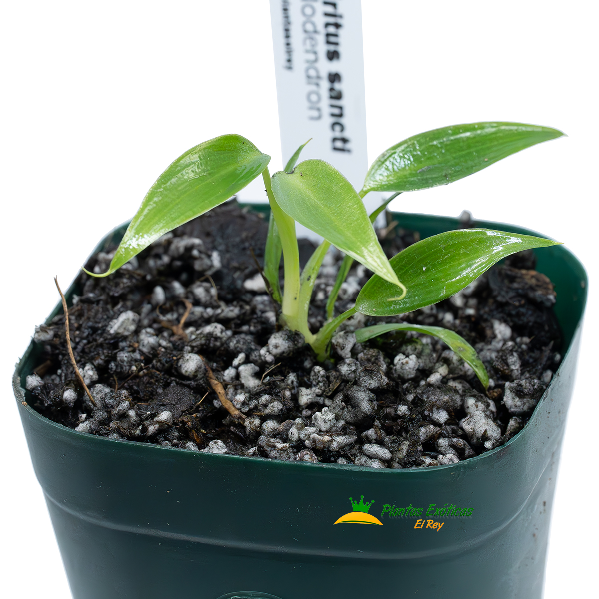 Philodendron spiritus-sancti - Imagen 2