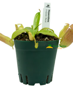 Alternative view of Nepenthes hispida beck