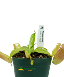Nepenthes hispida beck - Imagen 3