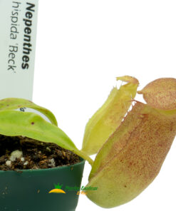 Nepenthes hispida beck