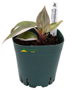Philodendron Pink Princess - Imagen 3