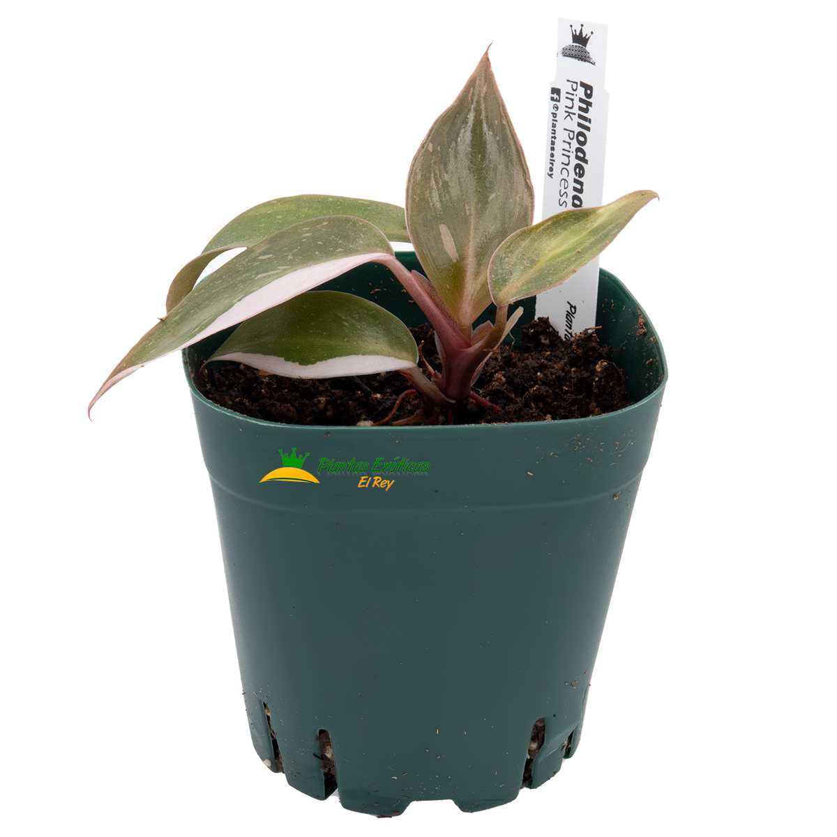 Philodendron Pink Princess - Imagen 3