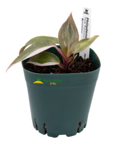 Alternative view of Philodendron Pink Princess