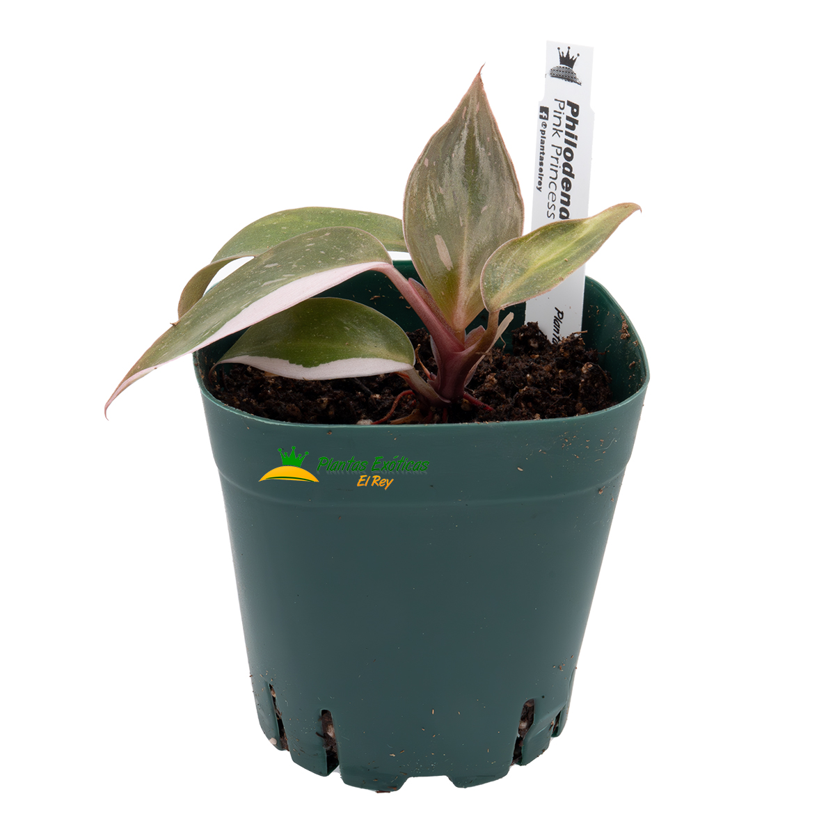 Philodendron Pink Princess - Imagen 2