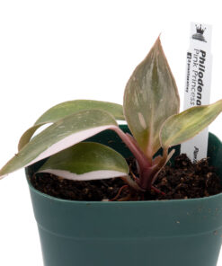 Philodendron Pink Princess