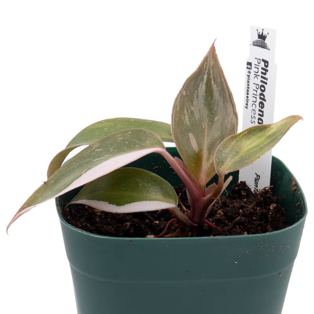 Philodendron Pink Princess