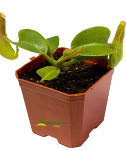 Alternative view of Nepenthes truncata x truncata (wide peristome) sg
