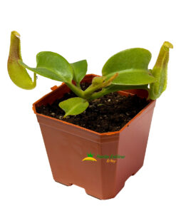 Nepenthes truncata x truncata (wide peristome) sg - Imagen 3