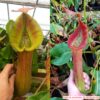 Nepenthes truncata x truncata (wide peristome) sg