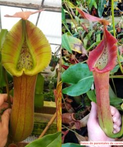 Nepenthes truncata x truncata (wide peristome) sg