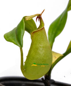 Nepenthes bicalcarata
