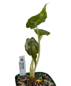 Alternative view of Alocasia 'Venom'