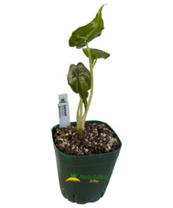 Alocasia 'Venom' - Imagen 3