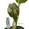 Alocasia 'Venom'