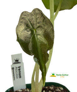 Alocasia 'Venom'