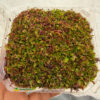 Dionaea Red Dragon Domo RS001