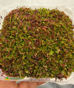 Dionaea Red Dragon Domo RS001
