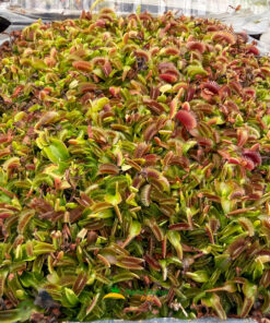 Alternative view of Dionaea Red Dragon Domo RS001