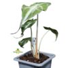 Alocasia 'Venom'