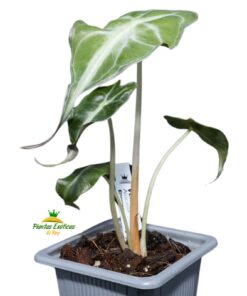 Alocasia 'Venom'