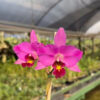 Laelia anceps var. Roja (rubra) in vitro