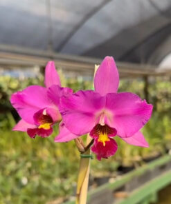 Laelia anceps var. Roja (rubra) in vitro