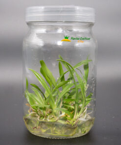 Alternative view of Laelia anceps var. Roja (rubra) in vitro