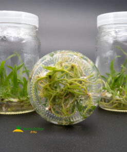 Laelia anceps var. Roja (rubra) in vitro - Imagen 3