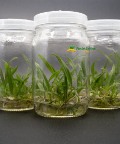 Laelia anceps var. Roja (rubra) in vitro - Imagen 4