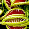 Dionaea Jaws Smiley