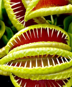 Dionaea Jaws Smiley
