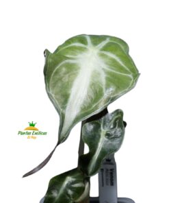 Alternative view of Alocasia 'Venom'